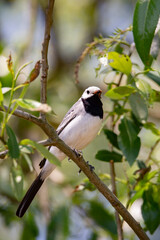 Wagtail with a worm in its beak sitting on a branch in summer. 