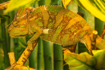 Chameleon close-up disguises itself among the leaves of trees in the rainforest. Green chameleon...