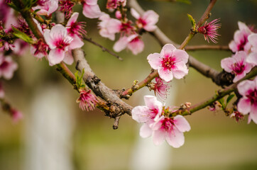 Fototapeta na wymiar Spring flowers young apricot trees 