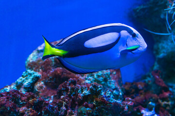 Fototapeta na wymiar Blue tang surgeonfish close-up, popular tropical aquarium pet and red sea, exotic fish from the pacific ocean