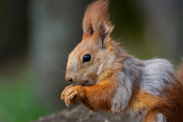 A red squirrel eating a nut on a moss trunk