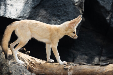 Fennec walking on a log bridge.