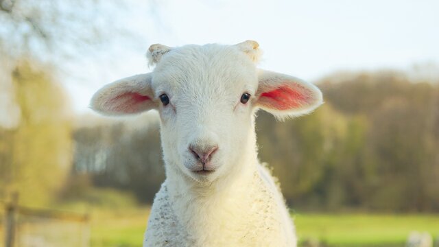 Lamm:"lammfromm und strahlend wei&szlig;"