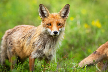 Red fox looking on meadow in summer nature in close-up