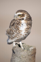 eagle owl portrait