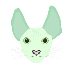 Sphynx cat