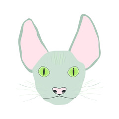 Sphynx cat
