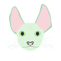 Sphynx cat