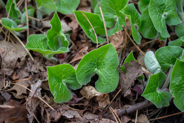 Close up texture background view of uncultivated Canadian wild ginger (asarum canadense) growing along a woodland ravine. Also called Canadian snakeroot and broad-leaved asarabacca.