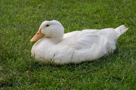 Mulard duck sitting in the green grass