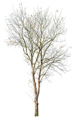 Bare tree with falling yellow leaves during autumn, cutout isolated tree on white background.