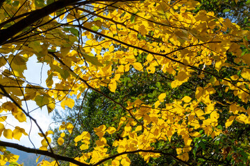 Autumn Colors. Colorful autumn leaves on the tree.