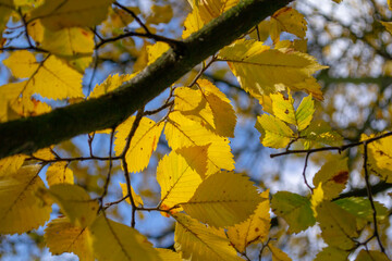 Autumn Colors. Colorful autumn leaves on the tree.