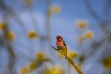 A red finch rests on a branch surrounded by yellow wildflowers in Orange County, California. 