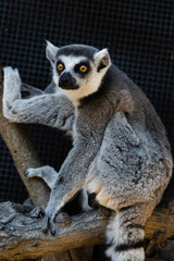 A close up shot of a ring-tailed lemur.