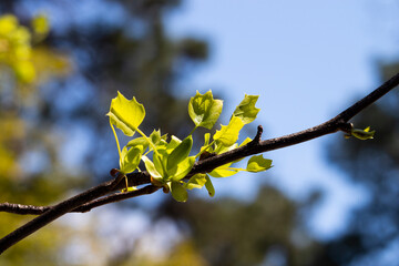 Tulip tree, Liriodendron, Liriodendron tulipifera young leaves on a tree branch