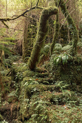 moss on the tree