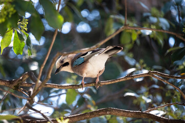 Jay bird on a twig Garrulus glandarius A small grey bird with blue wings