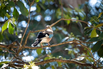 Jay bird on a twig A small grey bird with blue wings, a genus of passerines