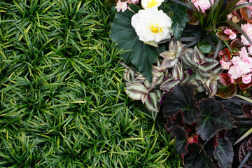Top view of peonies, begonias, tradescantia, violets, and grass in a garden