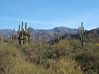 Saguaros in southwest USA 