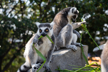 A ring-tailed lemur eating.