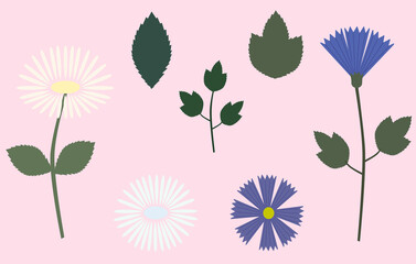 Illustration of flowers and their leaves. View from above