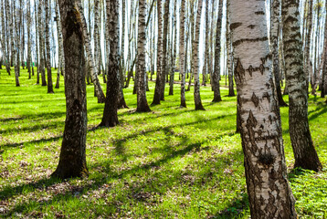 The park is a birch grove. Spring landscape