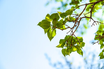 Spring branch with green leaves on the background of a clear blue sky.