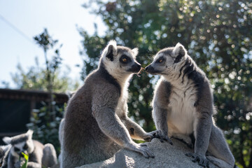 Fototapeta premium A close up shot of a ring-tailed lemur.