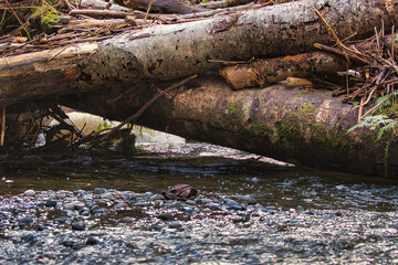 downed tree trunks with a creek flowing underneath