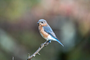 bluebird on 