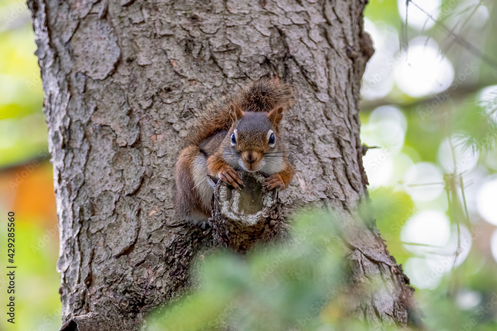 Wall mural Cute red squirrel looking down from its perch on a tree trunk - Wall murals