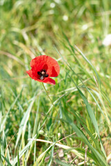 Insecte &agrave; l&rsquo;int&eacute;rieur d&rsquo;une fleur de coquelicot rouge dans un champ, de haute herbe (Teyran, Occitanie, France)