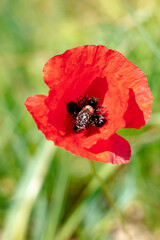 Insecte à l’intérieur d’une fleur de coquelicot rouge dans un champ, de haute herbe (Teyran, Occitanie, France)