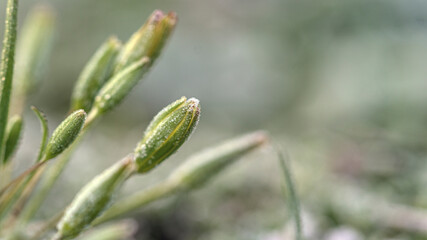 frozen flower
