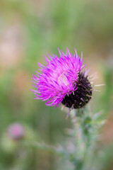 Gros plan sur une fleur de chardon (Teyran, Occitanie, France)