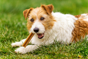 Healthy cute happy pet dog puppy chewing, eating snack treat, cleaning plaque from his teeth. Tartar prevention concept.