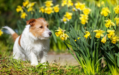 Cute pet dog puppy smelling flower in the grass