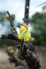 Jeunes feuilles de vigne au printemps (Teyran, Occitanie, France)