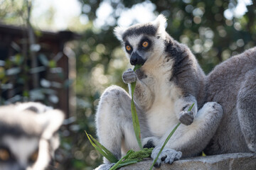 A ring-tailed lemur eating.