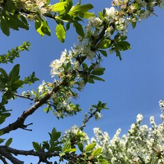 blossoming tree