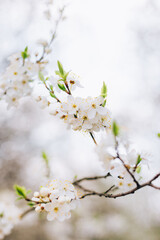 White Flowers of the cherry blossoms on a spring day, close-up. Nature banner. Floral seasonal background