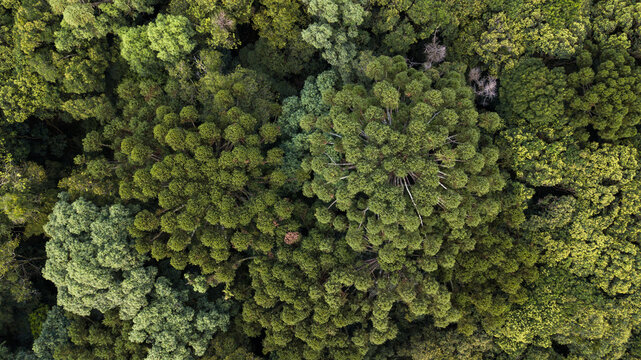 Aerial view of Araucarian forest, Curitiba, Paran&aacute;. Brazil