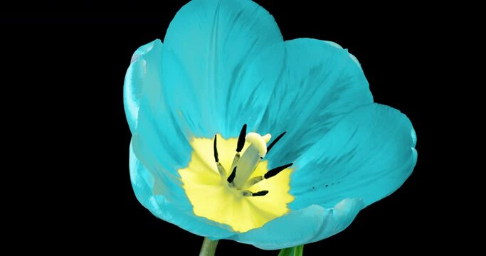 Timelapse of beautiful blue tulip flowers blooming open on black background. Time lapse. Wedding, Valentines Day, Mothers Day, easter, spring concept, love, birthday design backdrop.