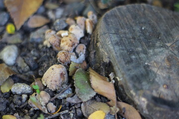 macro shot of a stone