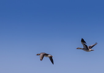 Fototapeta na wymiar Two Greylag Goose (Anser anser) are flying over a small pong in southern Germany