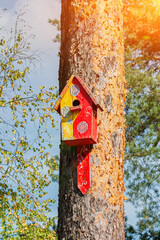 beautiful birdhouses on a pine tree