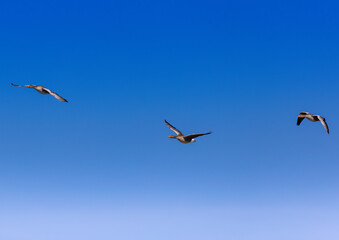 Three Greylag Goose (Anser anser) are flying over a small pong in southern Germany