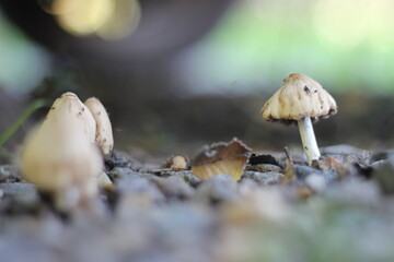 mushroom in the forest